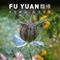 供应摩洛哥有机黑种草籽油 强烈香料味 口味偏苦种籽冷压萃取批发